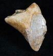 Partially Rooted Ceratopsian Tooth - Two Medicine Formation #13715-3